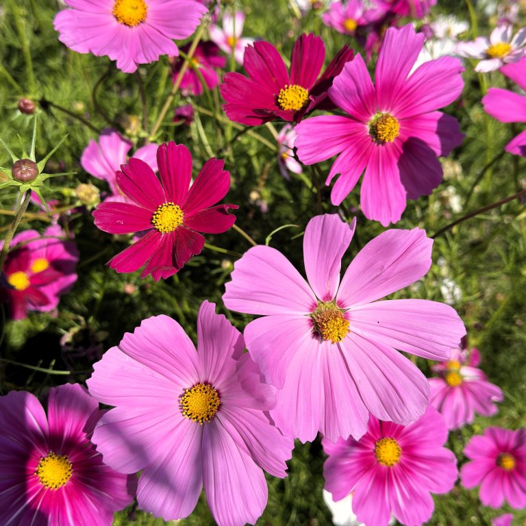 Cosmos en fleurs, semés pour une prairie fleurie