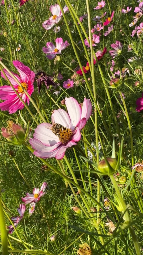 Une abeille butine un cosmos dans la prairie fleurie