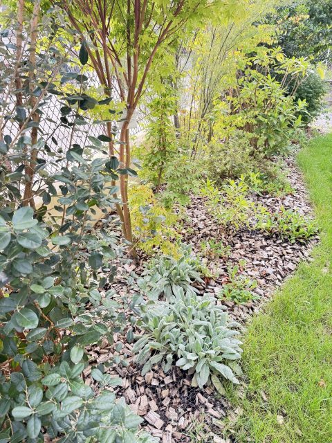 Massif d'arbustes et de vivaces paillé, créé dans un jardin d'Annecy