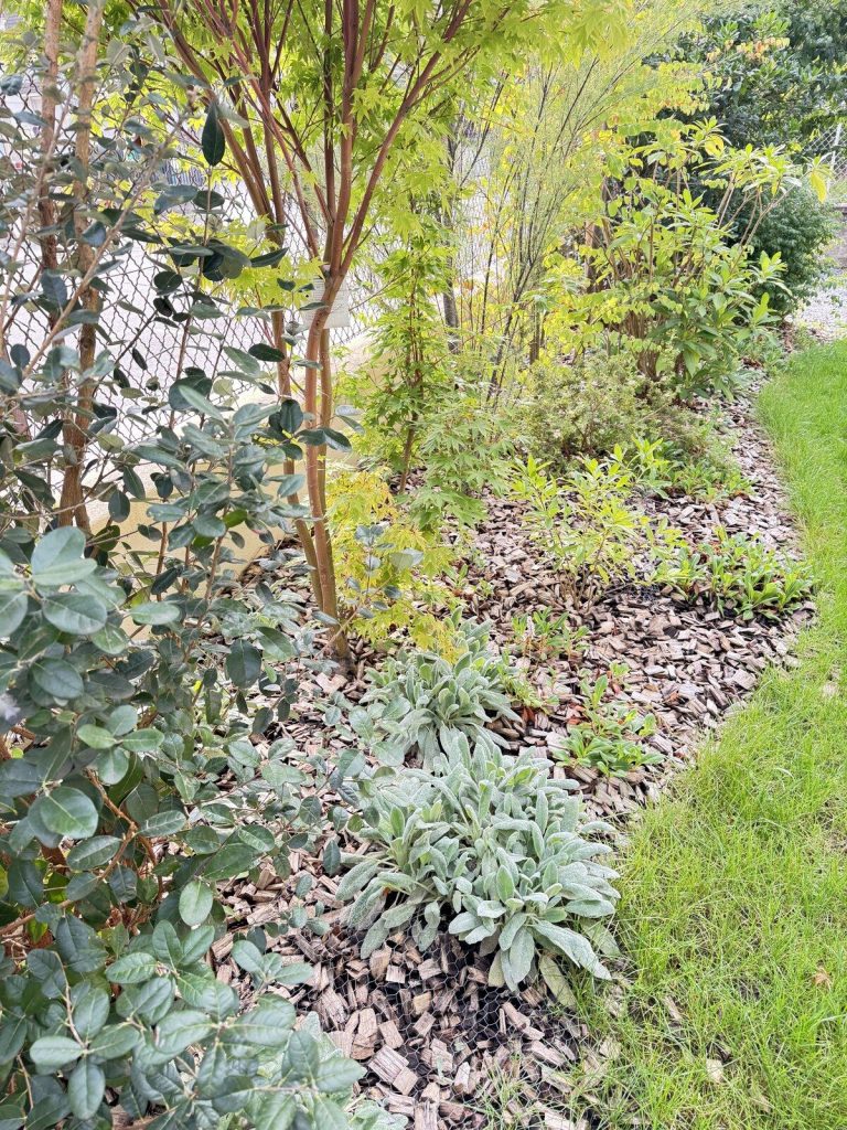 Massif d’arbustes et de vivaces avec paillage de bois, créé par O’Jardin des Pensées dans un jardin d’Annecy